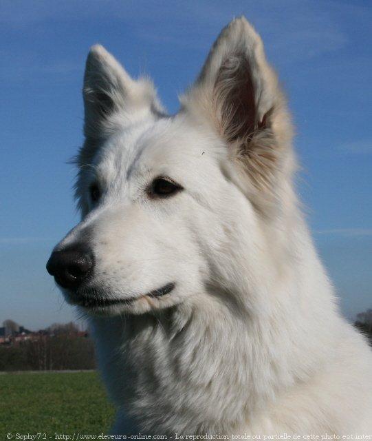 Photo De Chien De Race Berger Blanc Suisse Chérie Perly Vom