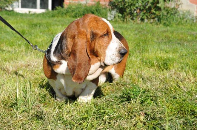 Basset hound