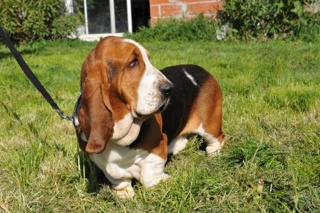 Basset hound