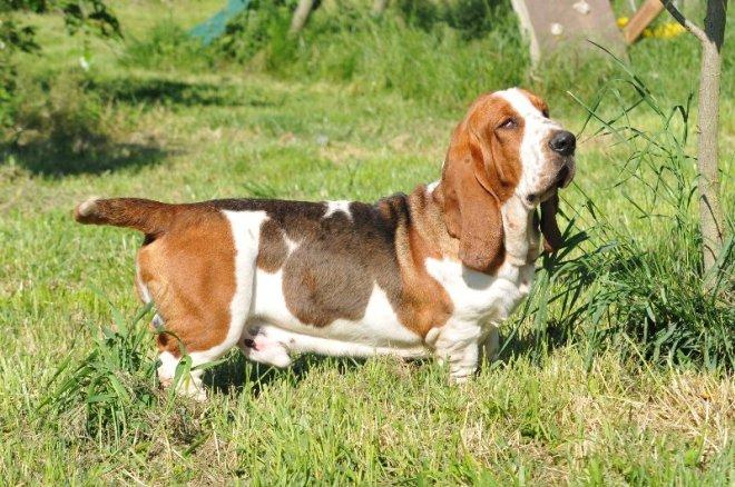 Basset hound