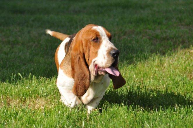 Basset hound