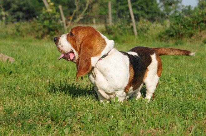 Basset hound