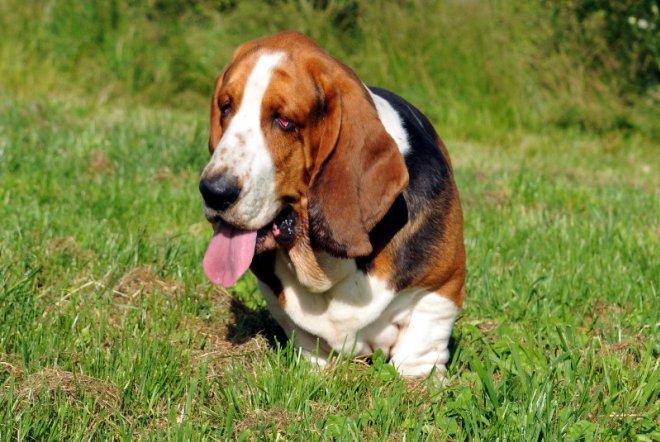 Basset hound