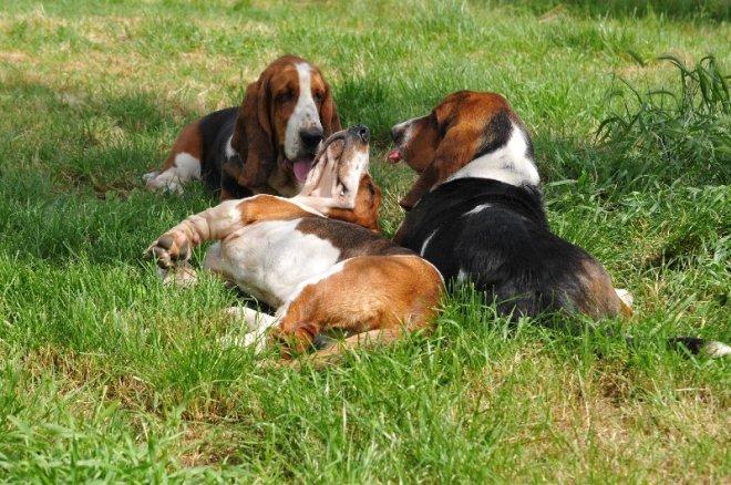 Basset hound