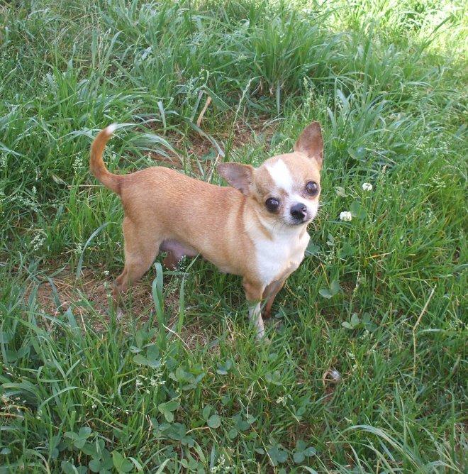 Photo De Chien De Race Chihuahua A Poil Court Blancka Des Mini Elidyle