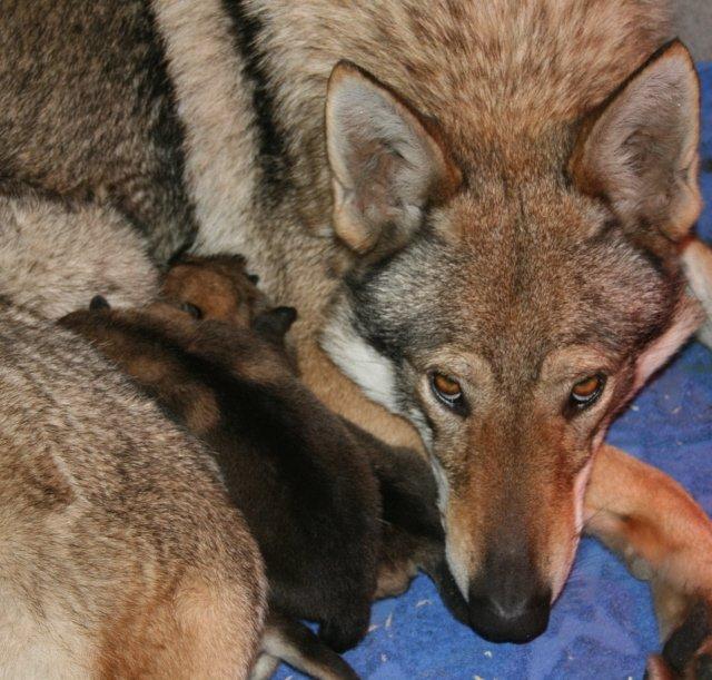 Ptits Loups Damour Photo Chien Loup Tchécoslovaque