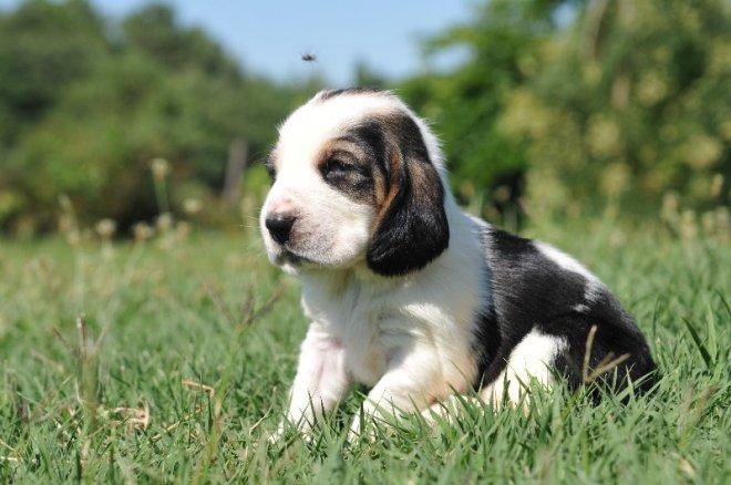 Basset hound