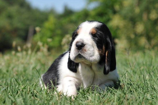 Basset hound