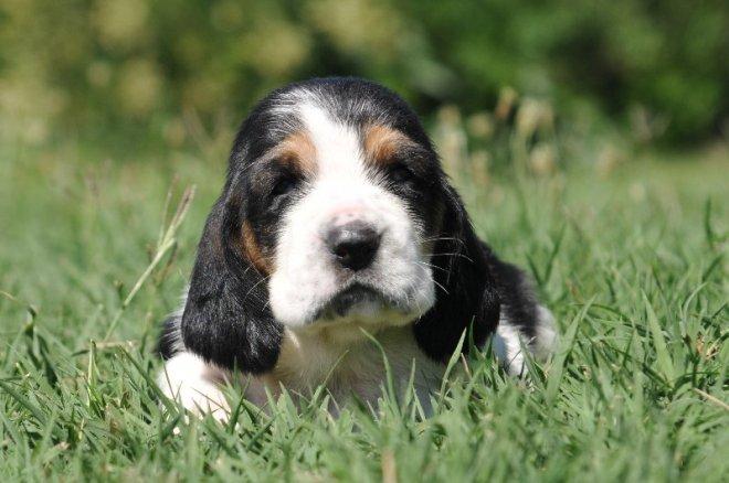 Basset hound