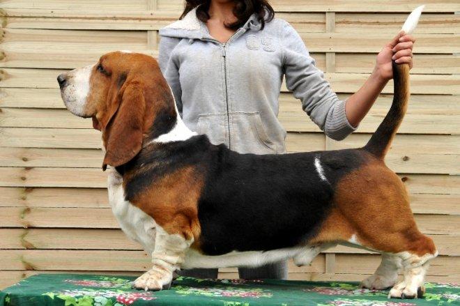 Basset hound