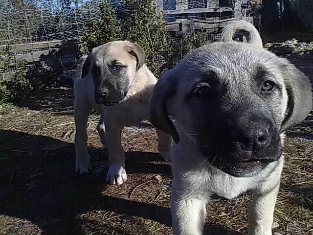 Photo De Chien De Race Chien De Berger Danatolie Findik De