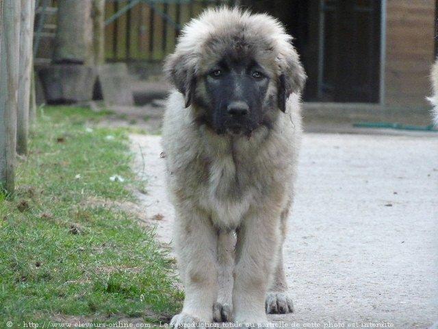 Photo De Chien De Race Berger Du Caucase Gaby Du Chemin De