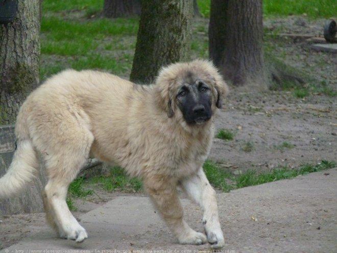 Photo De Chien De Race Berger Du Caucase Gaby Du Chemin De