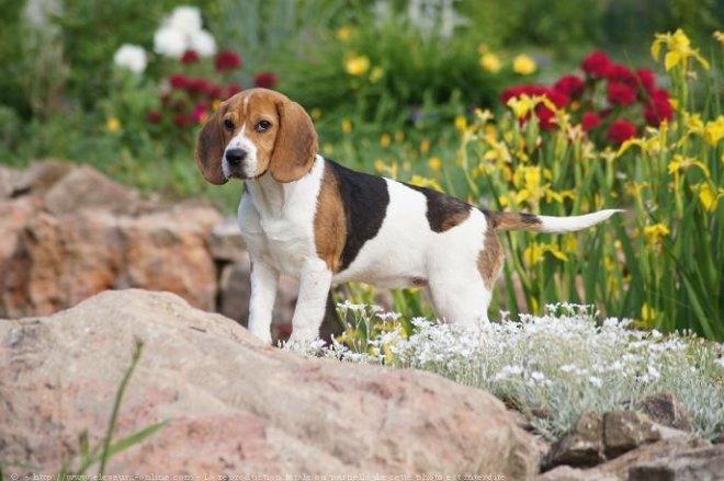 Beagle