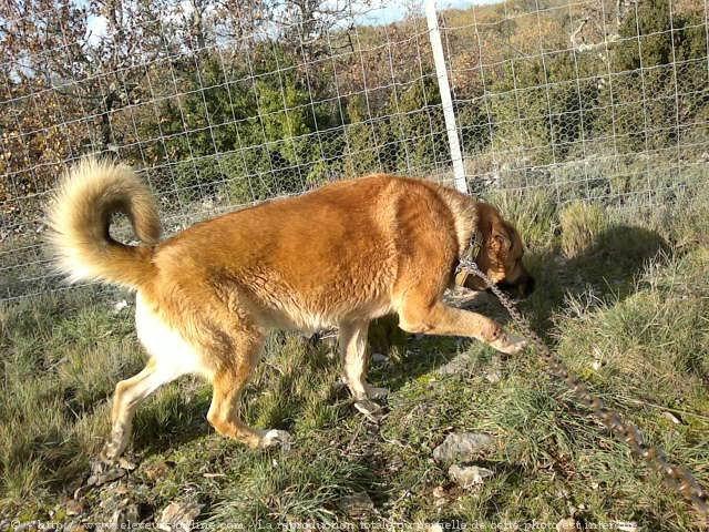 Chien de berger d'anatolie