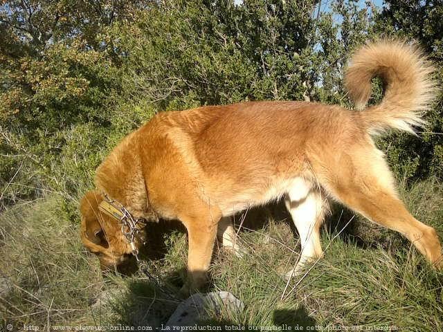 Chien de berger d'anatolie