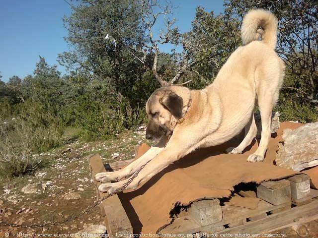 Chien de berger d'anatolie