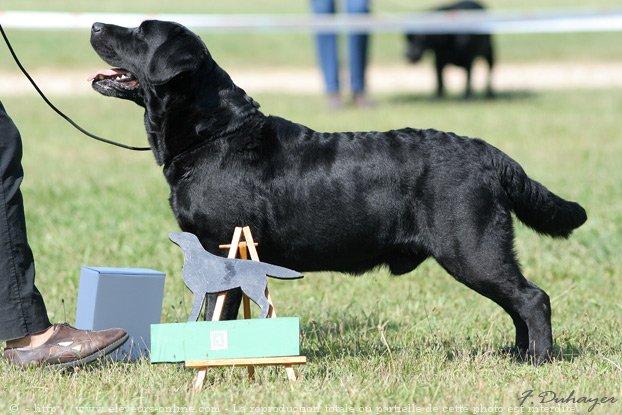 Labrador retriever