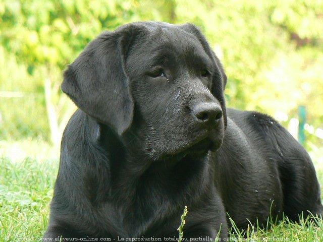 Labrador retriever