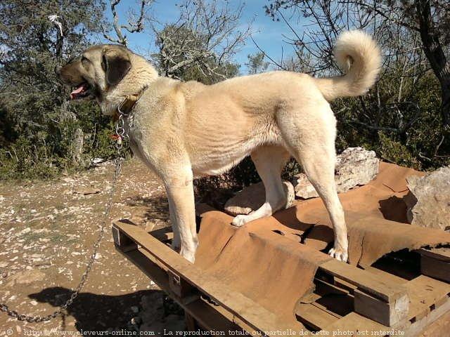 Chien de berger d'anatolie