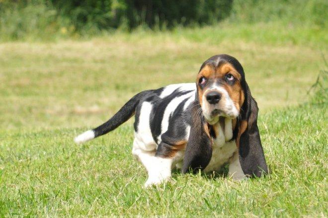 Basset hound