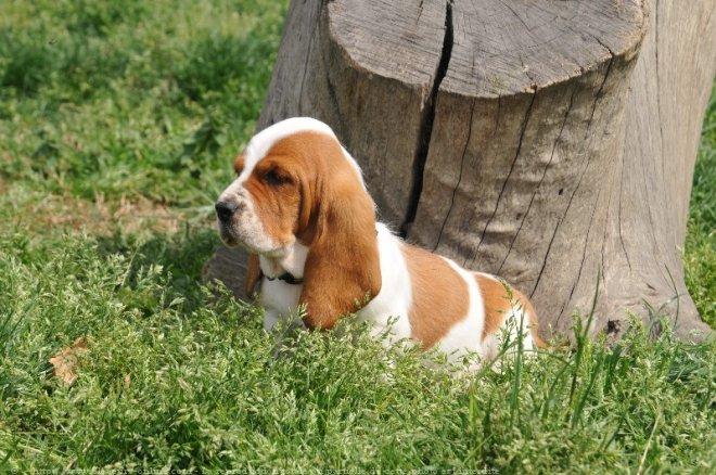 Basset hound