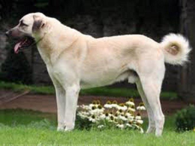 Chien de berger d'anatolie