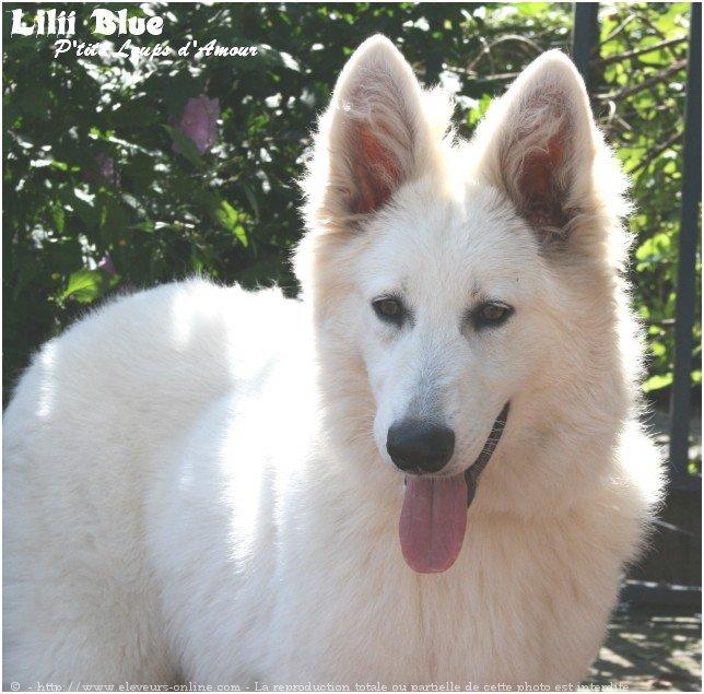 Photo De Chien De Race Berger Blanc Suisse Lilii Blue P