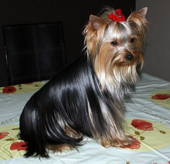 Yorkshire terrier