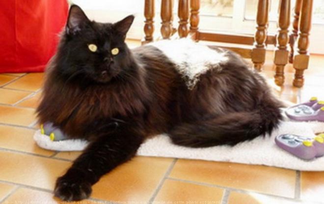 Photo De Chat De Race Maine Coon Diamant Noir Du Moulin De Crecy