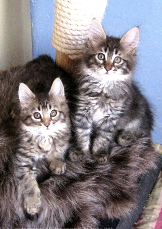 Photo De Chat De Race Maine Coon Chatonnes Brown De 2 Mois Dispon