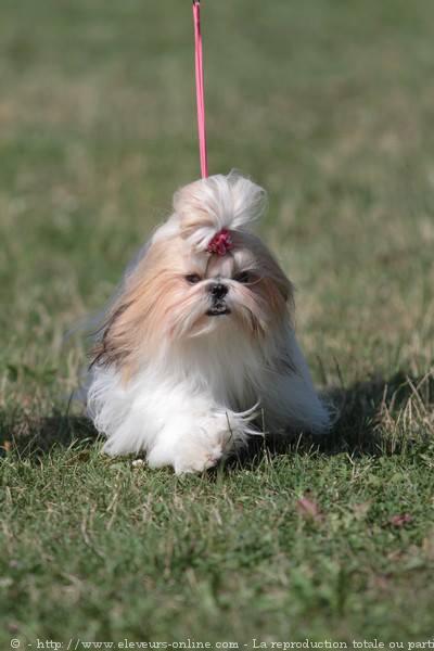 Shih tzu