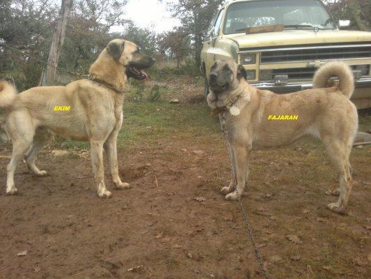 Photo De Chien De Race Chien De Berger Danatolie Fajarah