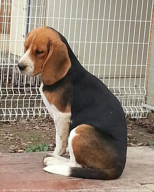 manteau beagle