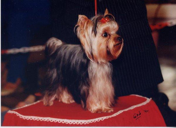 Du Clos De Mahaut éleveur De Yorkshire Terrier Situé à