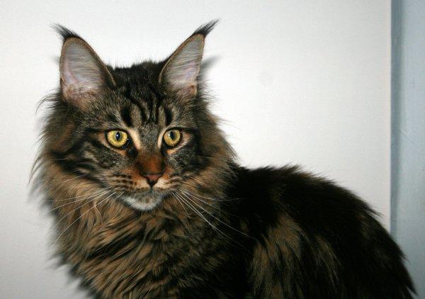 Photo De Chat De Race Maine Coon Iliana Des Motards En Delire