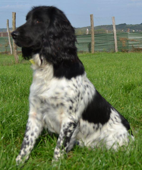 English springer spaniel