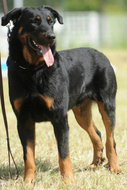 Photo De Chien De Race Berger De Beauce Gibbs Des Feux Du