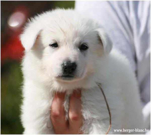 Photo De Chien De Race Berger Blanc Suisse Femelle Bbs Poil