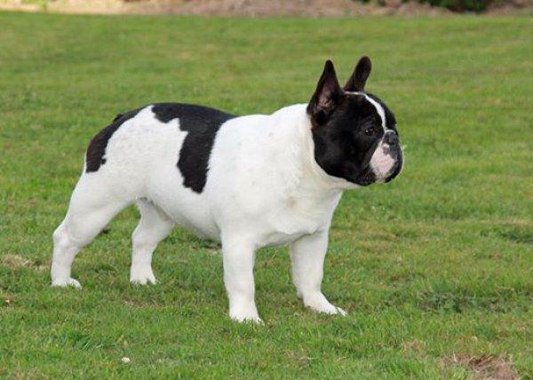 Bouledogue franais