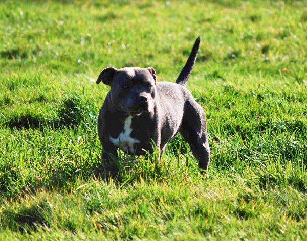 Photo De Chien De Race Staffordshire Bull Terrier Honey De