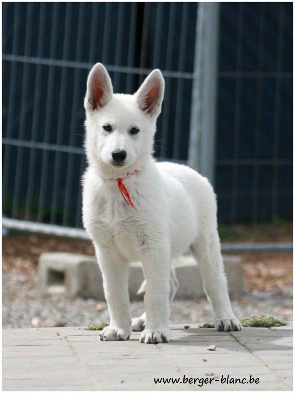 Photo De Chien De Race Berger Blanc Suisse Nuit Blanche P