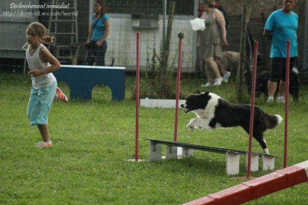 Border collie