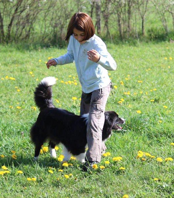 Border collie