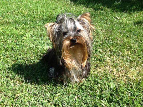 Yorkshire terrier