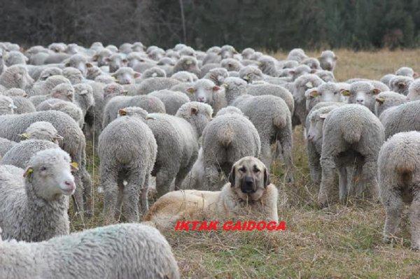 Chien de berger d'anatolie