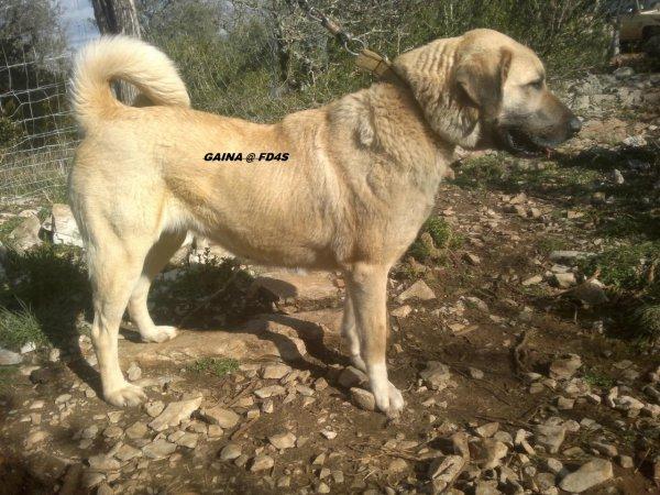 Chien de berger d'anatolie