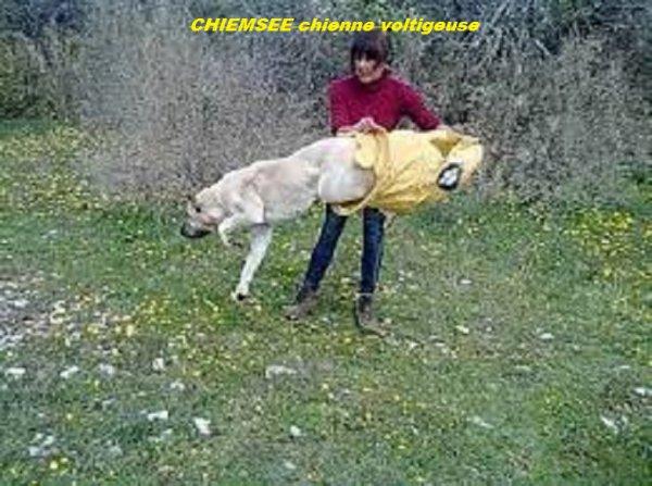 Chien de berger d'anatolie