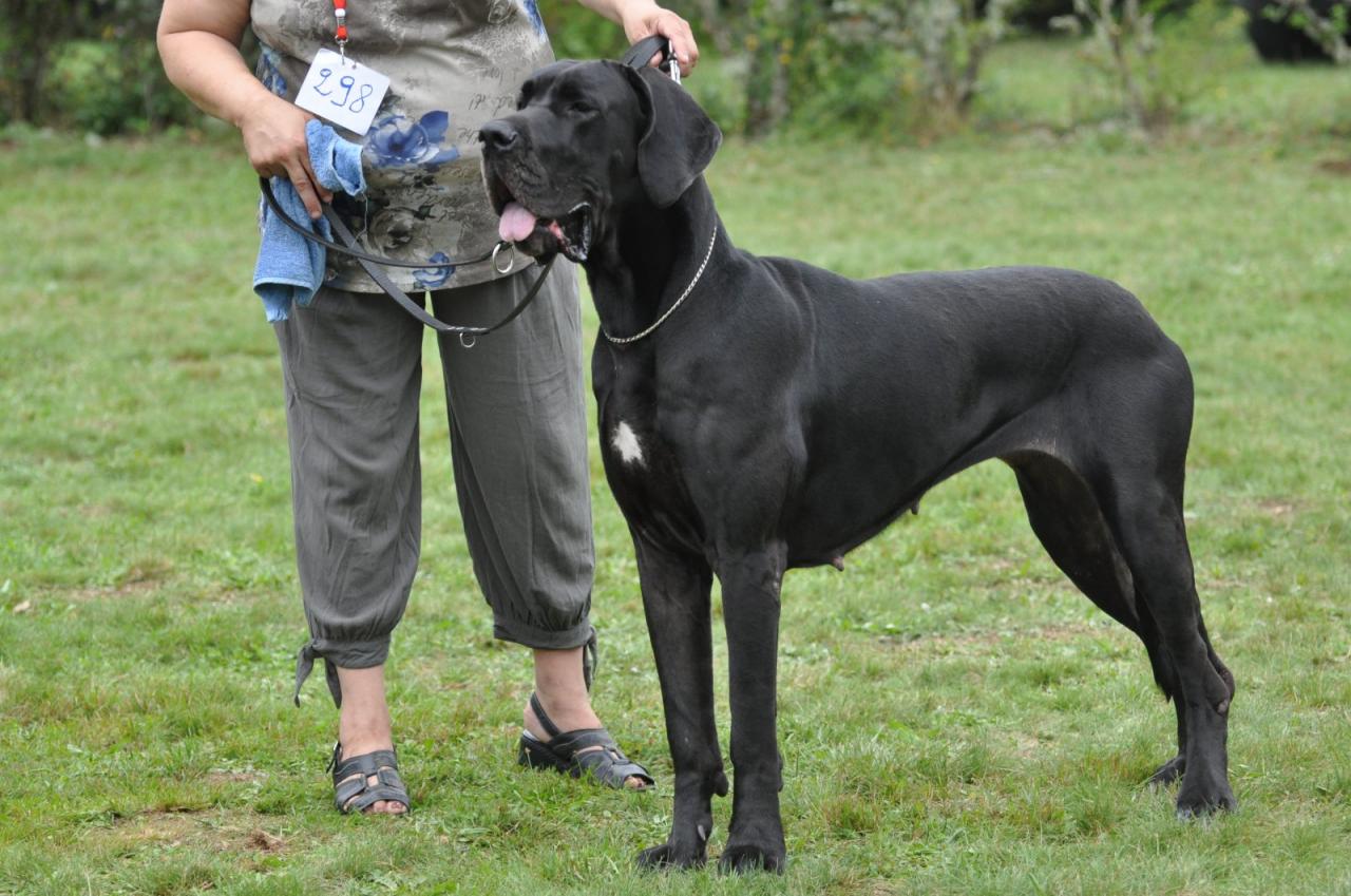 Photo De Chien De Race Dogue Allemand