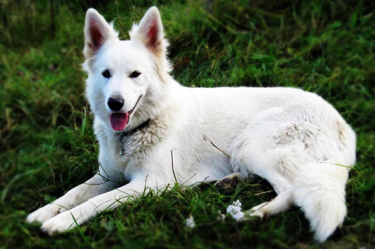 Berger blanc suisse